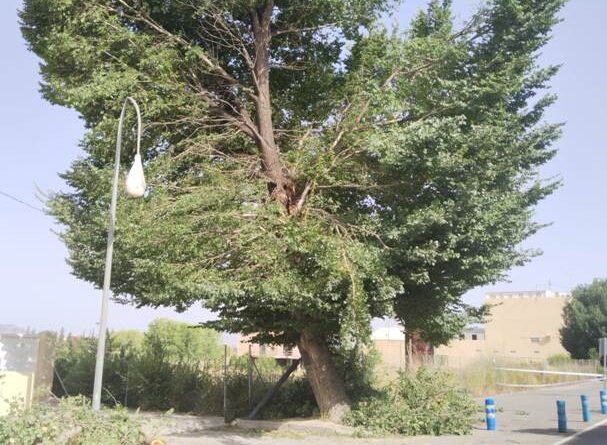 Medio Ambiente toma medidas de seguridad tras la fractura de una rama de gran tamaño en la Avenida Constitución